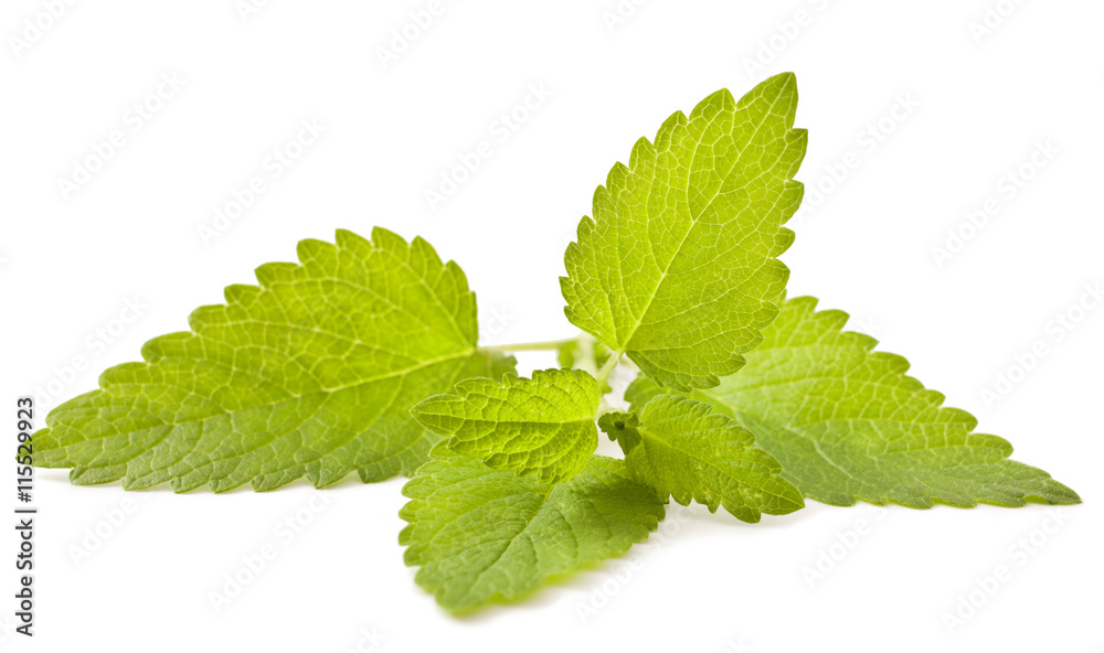 Lemon melissa, mint leaves isolated on a white background. Lemon melissa, mint leaves isolated on a white background.