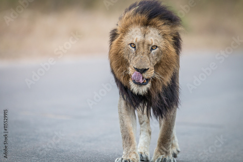 Male Lion walking towards the camera in the Kruger National Park.