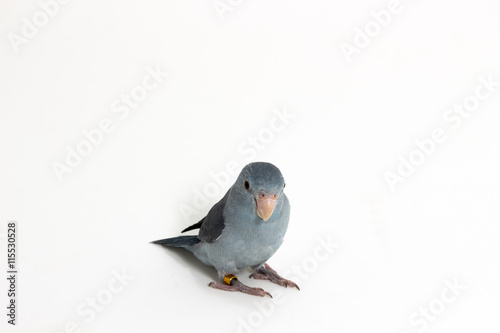 Mauve Forpus, Parakeet, Bird © suwatsir
