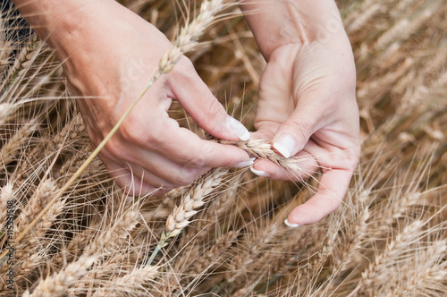 détail main de femme dans un Champ de blé