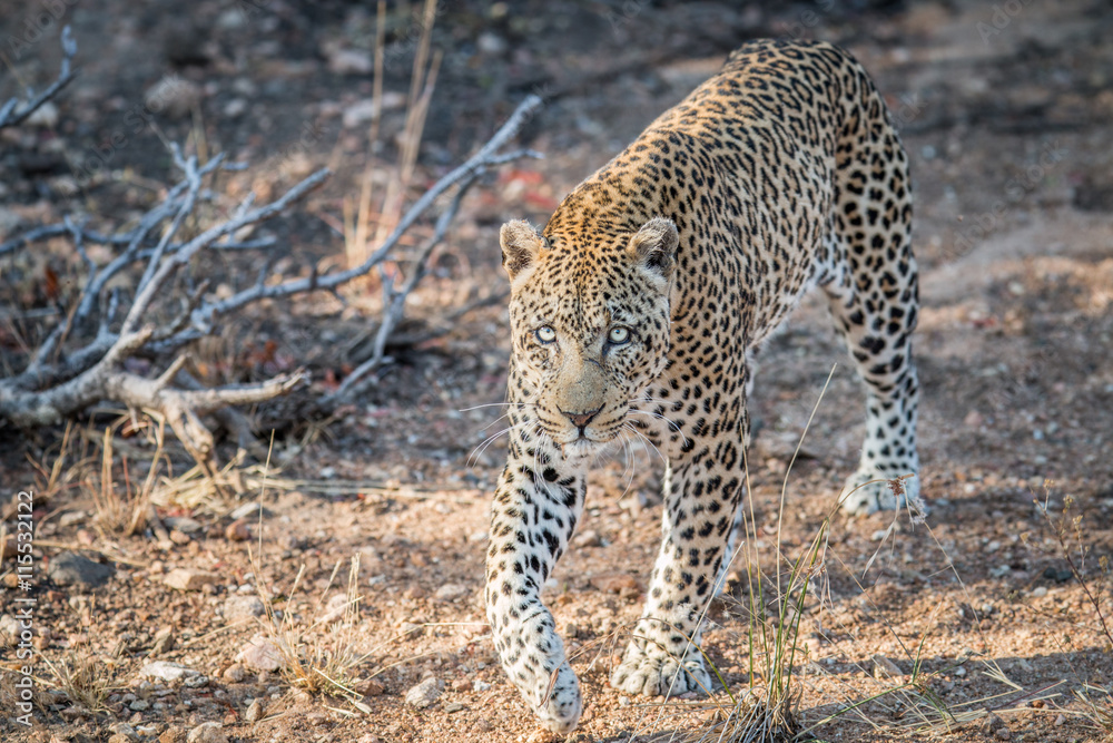 Fototapeta premium Leopard walking towards the camera.