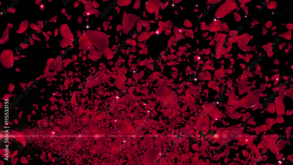 Rose Flower Petals and Lens Flares. Rose Flower Petals and Lens Flares.