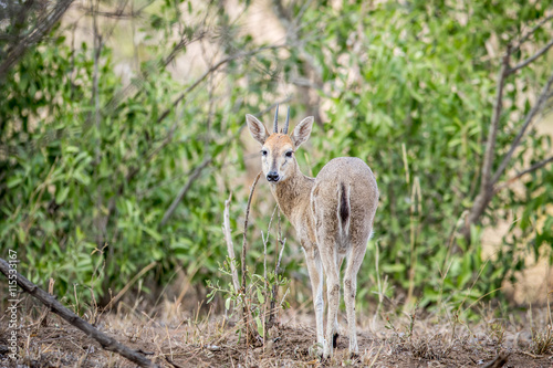 A common male Duiker starring at the camera.