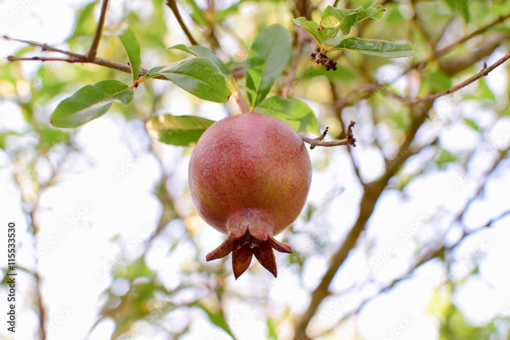 Pomegranate Pomegranate