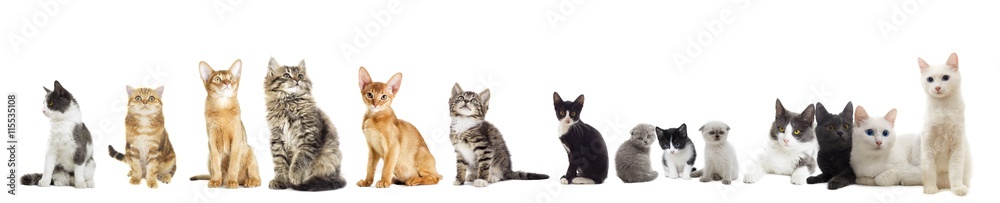 cats group