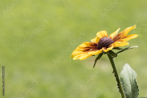 Gelber Sonnenhut vor zartem Hintergrund photo