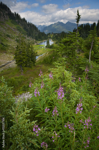 Wildflowers on Mt. Baker. A lovely summer day on the Chain Lakes Trail on Mt. Baker includes many varieties of wildflowers. © LoweStock