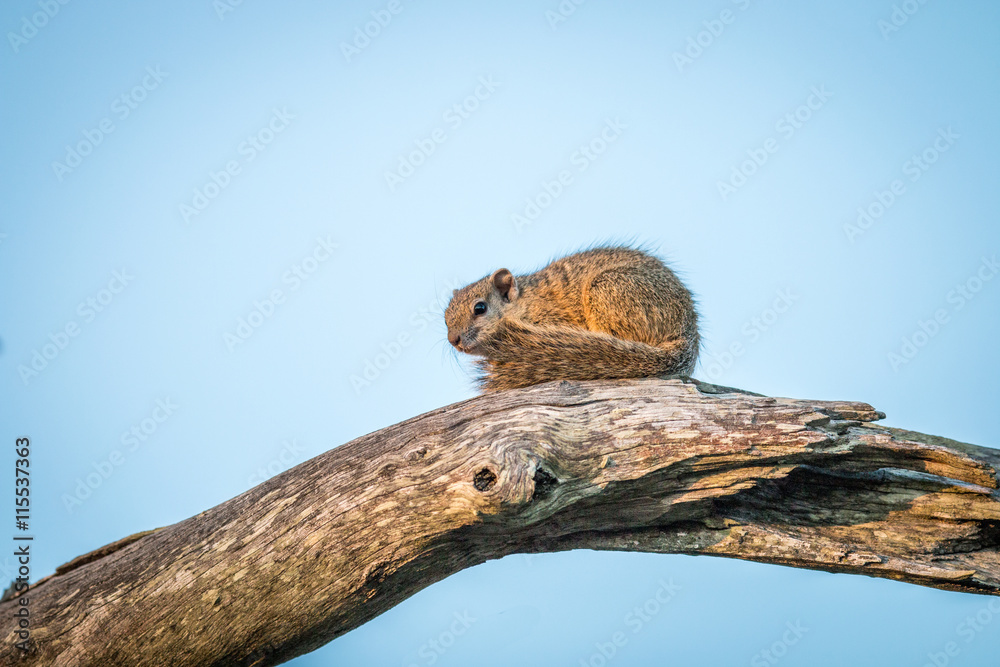 Obraz premium A tree squirrel sitting on a branch.