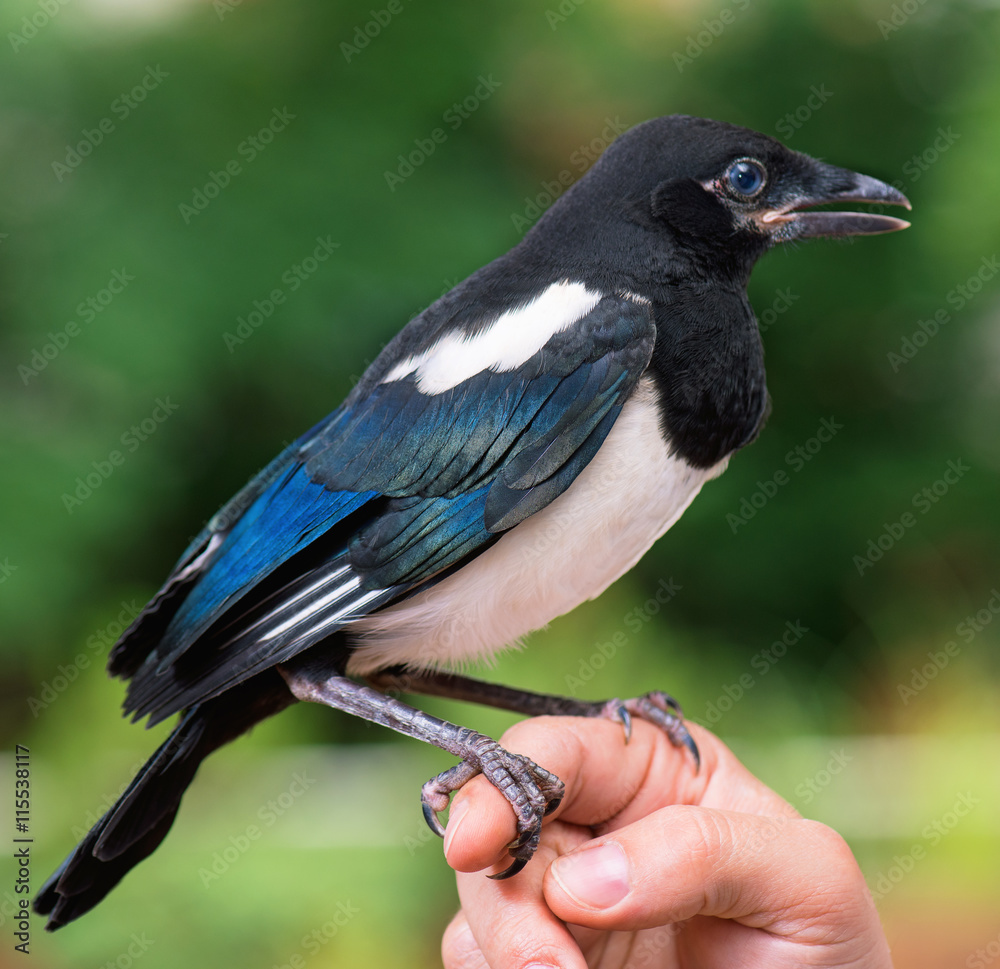 The close view of the bird - nestling of magpie on a man hand The close view of the bird - nestling of magpie on a man hand