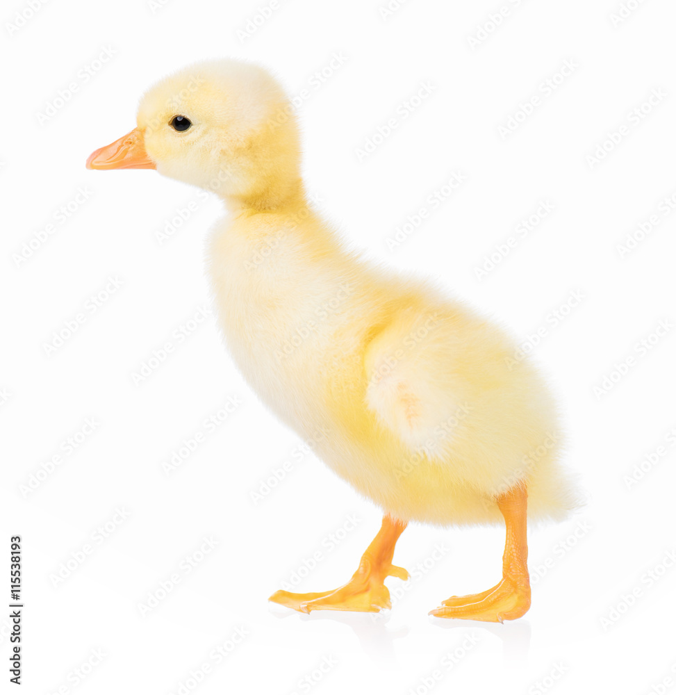 Cute domestic duckling, isolated on white background Cute domestic duckling, isolated on white background