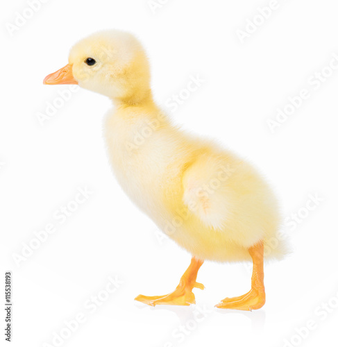 Cute domestic duckling  isolated on white background