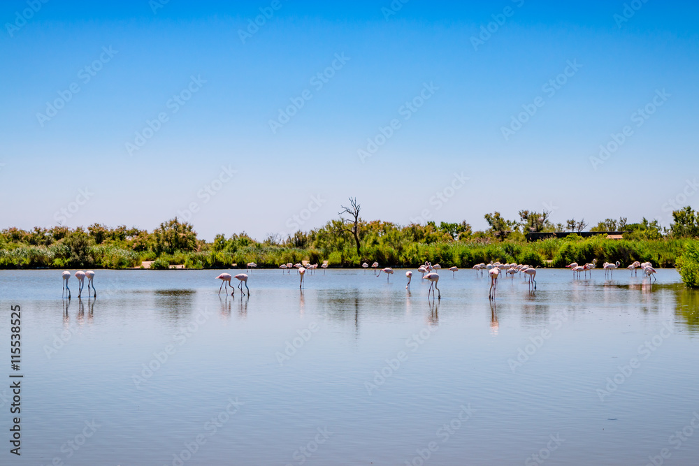 Fototapeta premium Les flamants roses de Camargue