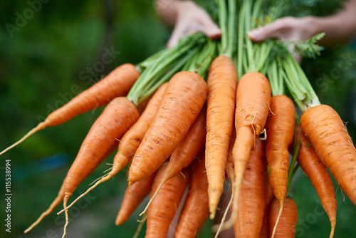 Female hands holding fresh carrots