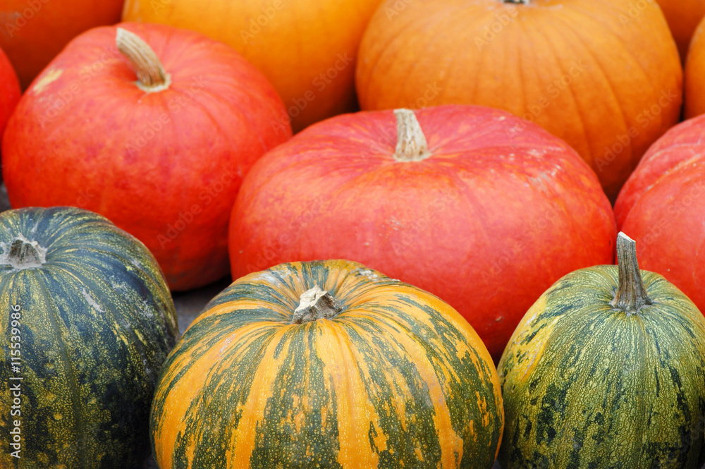 different sorts of pumpkins fullframe different sorts of pumpkins fullframe