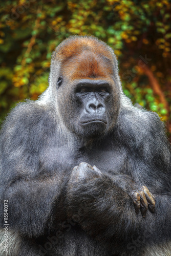 gorilla sitting on a rock © Aliaksei