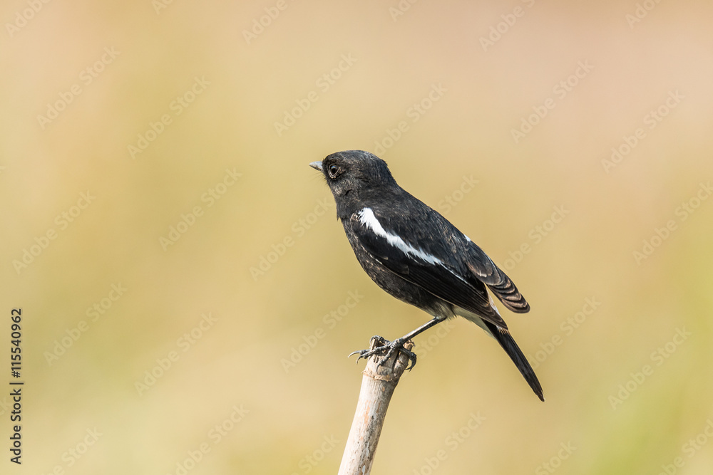 Obraz premium Pied Bush Chat