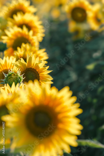 Fototapeta Naklejka Na Ścianę i Meble -  sunflowers