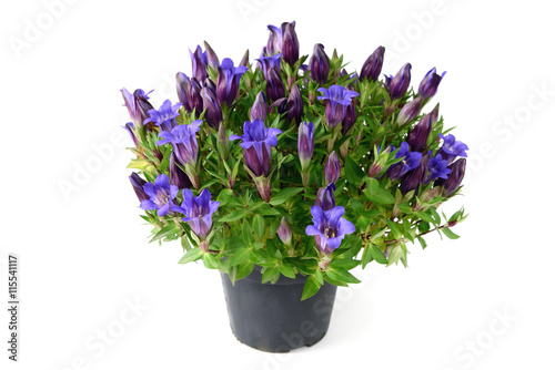 blue gentian on white isolated background photo