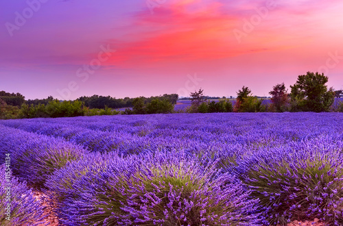 Beautiful colorful sunset over rows of lavender flowers at lavender field in Provence  France
