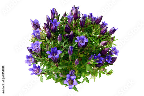 blue gentian on white isolated background