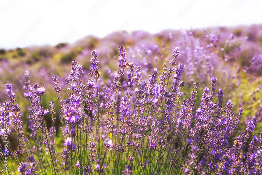 Obraz premium Lavender Flowers