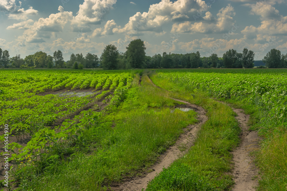 Landscape with sunflower fields and country road in central Ukraine at summer day before regular rain Landscape with sunflower fields and country road in central Ukraine at summer day before regular rain