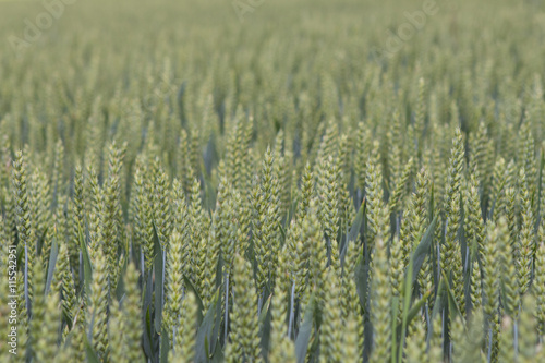 Wheat field in summer