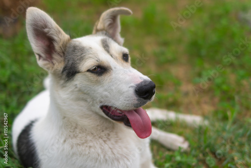 Outdoor portrait of positive mixed breed young dog lying in summer grass