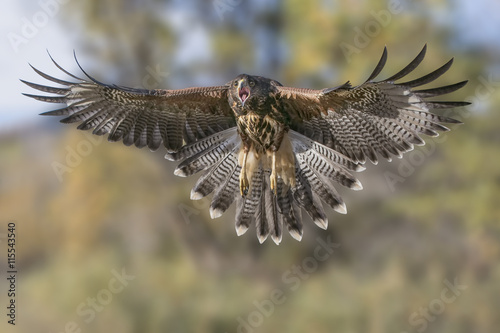 Hungry Harris's Hawk - A Harris's hawk squawks and spreads its wings to break its approach to grab prey.