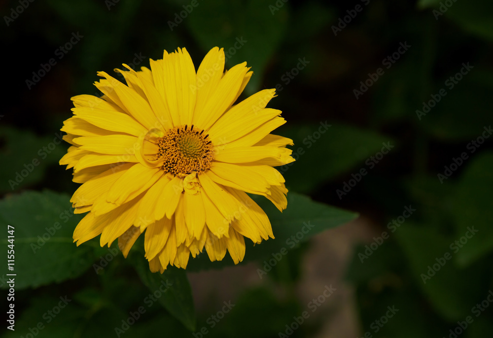 Yellow rudbeckia flower (Herbaceous), flat view Yellow rudbeckia flower (Herbaceous), flat view