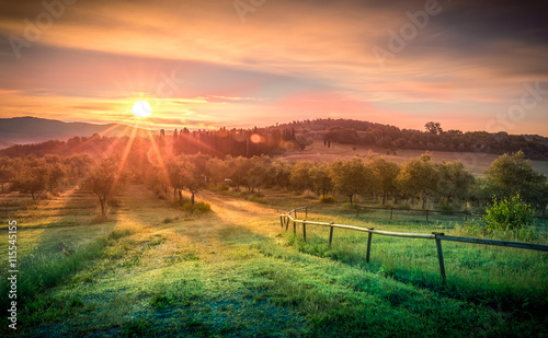 Photo Sunrise over olive field
