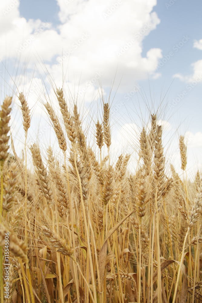 Field of wheat