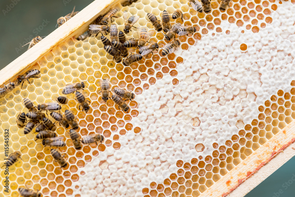 Macro shot of a working bees on honeycomb full of honey. Diagonal view. Macro shot of a working bees on honeycomb full of honey. Diagonal view.