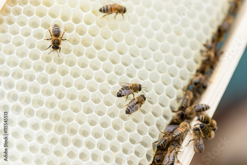 Macro shot of a couple working bees on honeycomb.