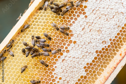 Macro shot of a working bees on honeycomb full of honey. Diagonal view.