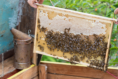 Close-up of a beekeeper's hands who is inspecting pulled frame from a beehive with a bee smoker on a background