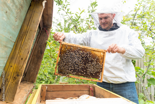 Amature beekeeper inspecting pulled frame from a beehive at a private apiary.