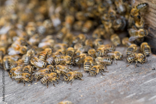Close up macro shot of working bees in front of a beehive