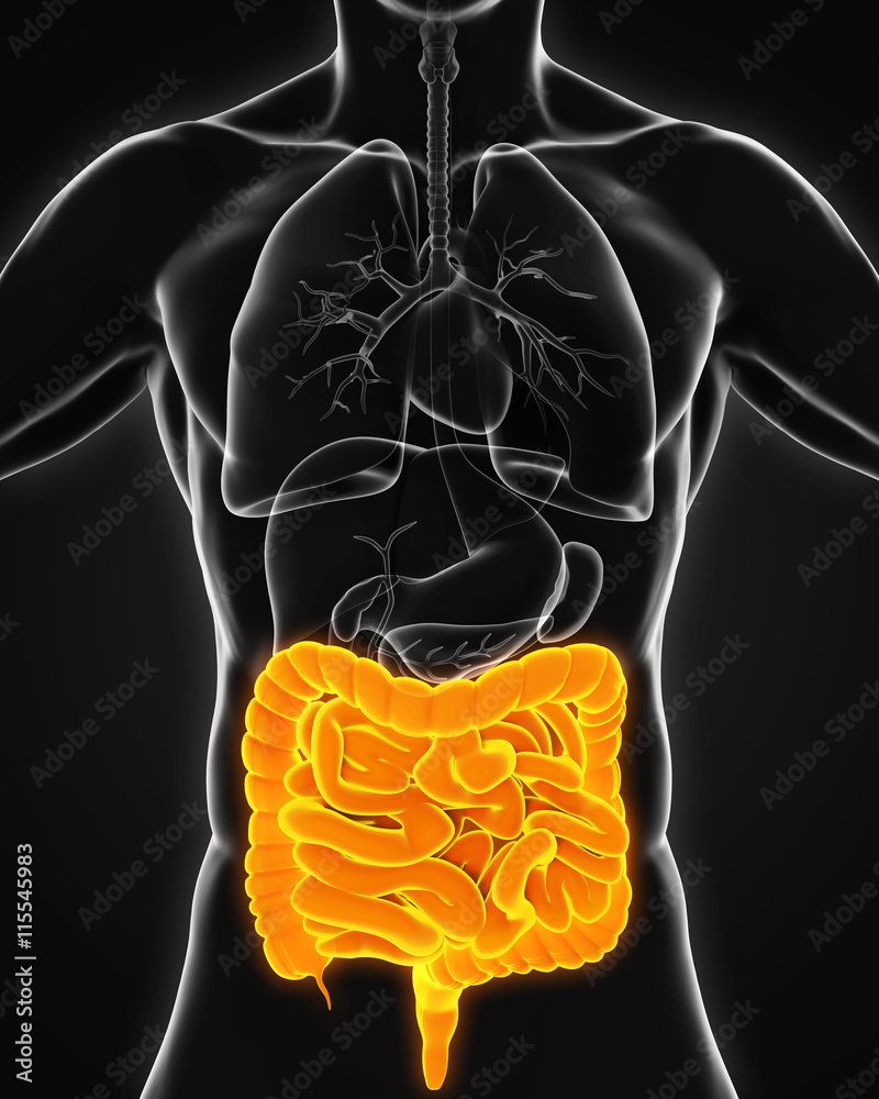 Human Intestine Anatomy Stock Illustration Biology Diagrams