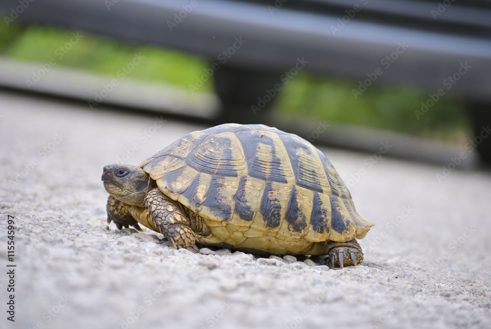 Turtle on a asphalt road with blur vehicle tire background.
