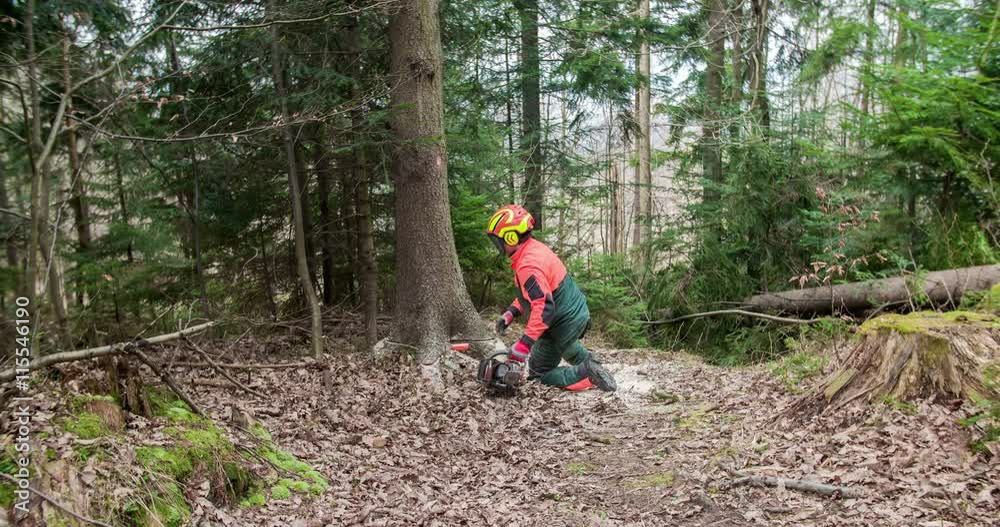 A young man is using an axe and a chainsaw to cut down a tree in the forest. He is then looking up to the treetop if it is already shaking. Wide-angle shot.
A young man is using an axe and a chainsaw to cut down a tree in the forest. He is then looking up to the treetop if it is already shaking. Wide-angle shot.