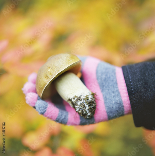 Lapptrask, Ostra Nyland, Finland, Hand in glove holding mushroom photo