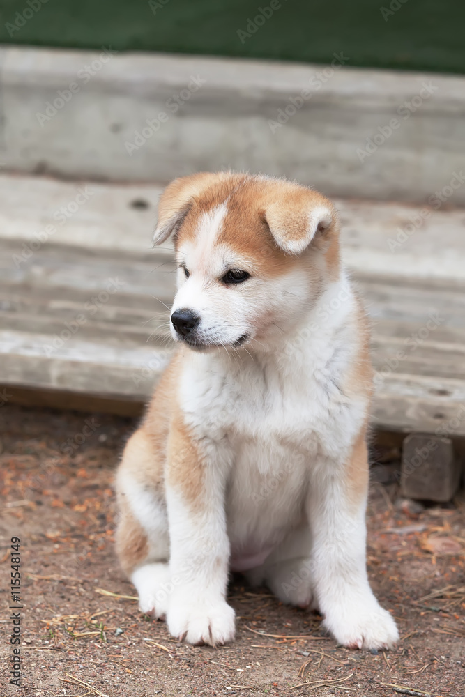 Japanese Akita Inu puppy
