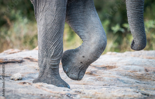 Elephant feet and trunk in the Kruger National Park.