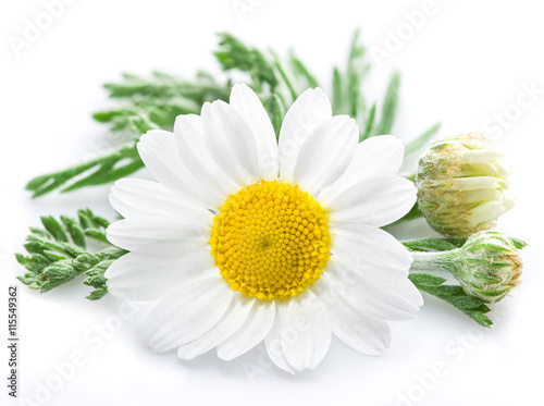 Fototapeta Naklejka Na Ścianę i Meble -  Chamomile or camomile flowers.