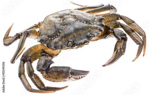 Carcinus maenas -edible alive crab.