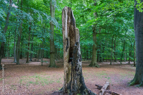 Fotografija beautiful decaying tree 3