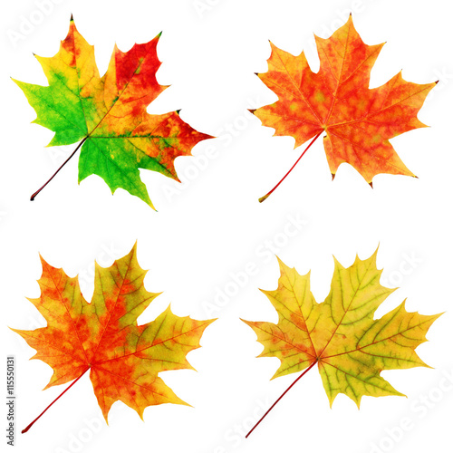 Autumn maple leaves on a white background.