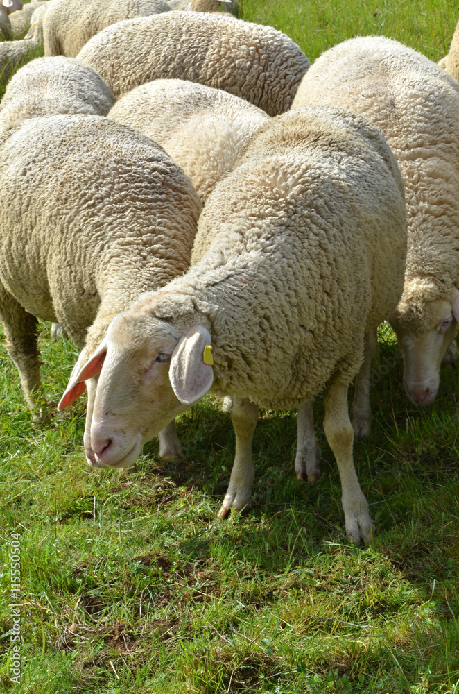 Obraz premium Schafherde