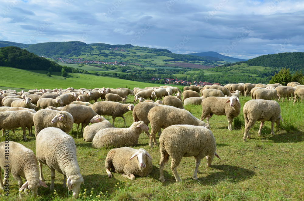 Obraz premium Schafherde